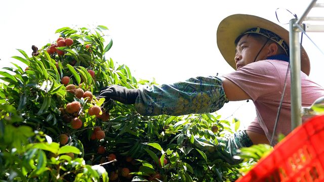 广东增城头茬仙进奉开售即时零售平台30分