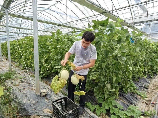 欧亿体育 欧亿体育网站夏日里的一口清甜！沪郊地产水果争“鲜”上市(图7)