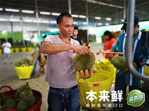 目标“榴莲自由”本来生活“盈香园”东南亚水果产地直采模式欧亿体育 足球 欧亿体育网址再升级(图5)