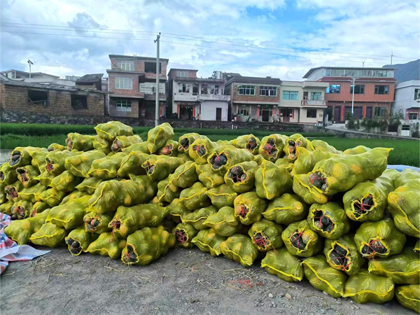 欧亿体育 足球 欧亿体育网址贵州都匀：300亩奶油南瓜“瓜熟蒂落”喜丰收(图4)