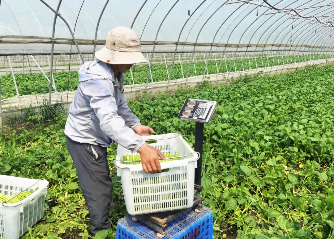 欧亿体育 足球 欧亿体育网址夏季地产蔬菜稳保供保障市民餐桌不断档(图2)