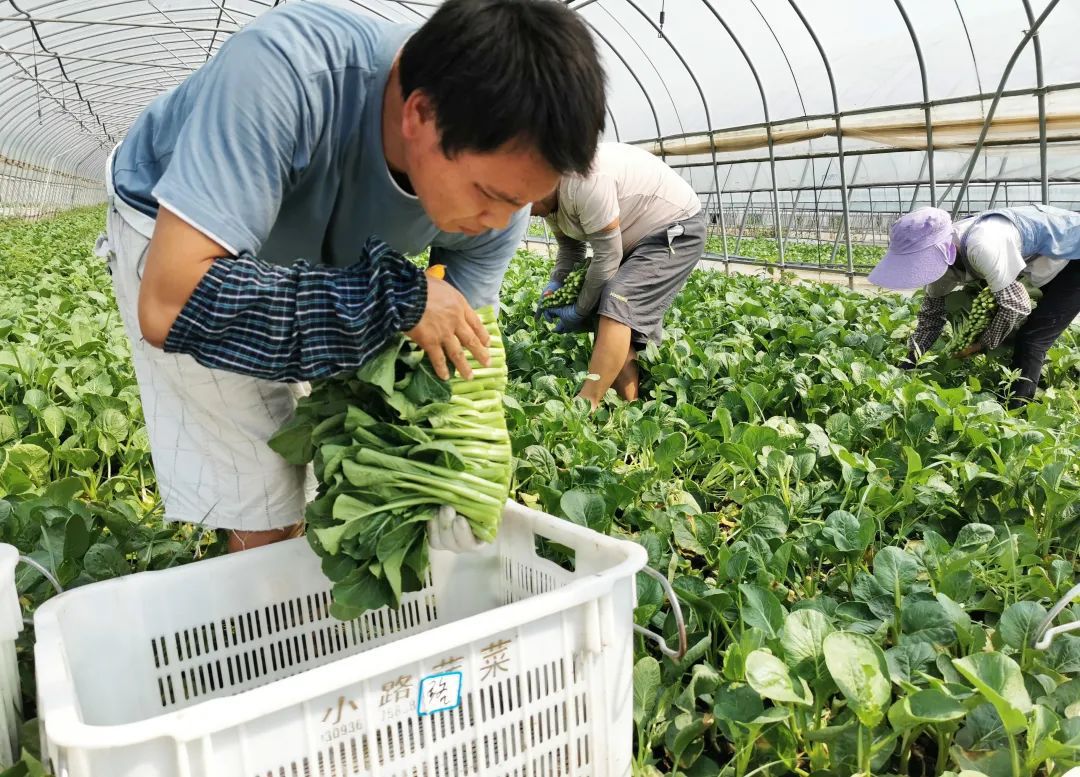 欧亿体育 足球 欧亿体育网址夏季地产蔬菜稳保供保障市民餐桌不断档(图3)