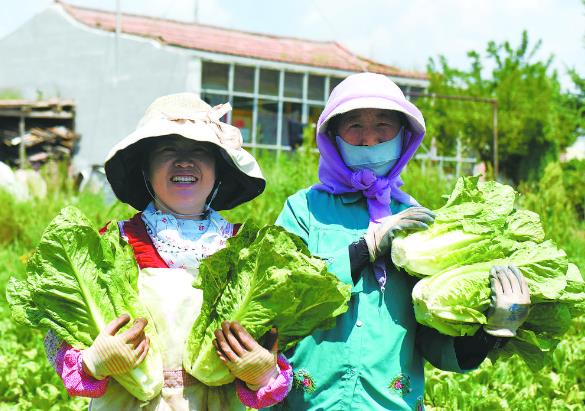 【乡村振兴在青海】“供港蔬菜”带欧亿体育