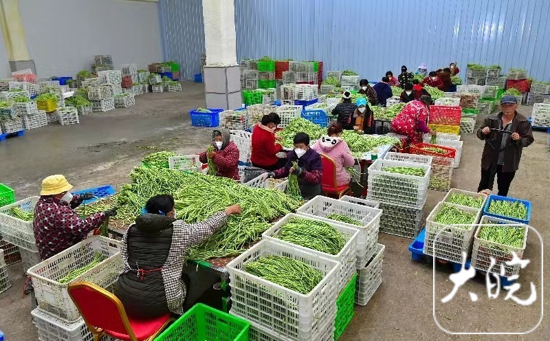 牢记嘱托 皖美答卷 蒙城蔬菜凭啥“链上”