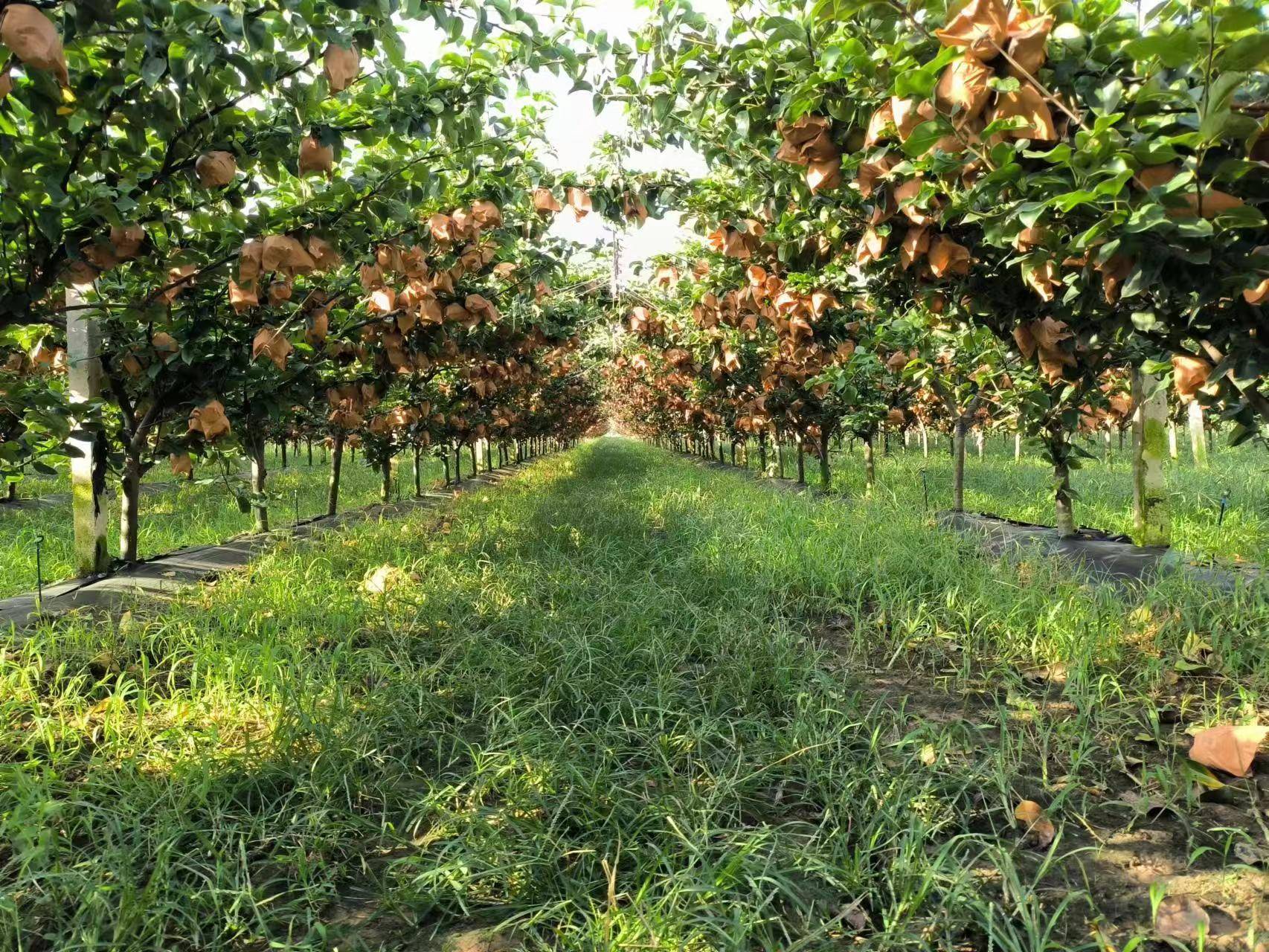 欧亿体育 欧亿体育官网 app网红水果秋月梨上市 京东超市为何能卖出全网最低价？(图3)