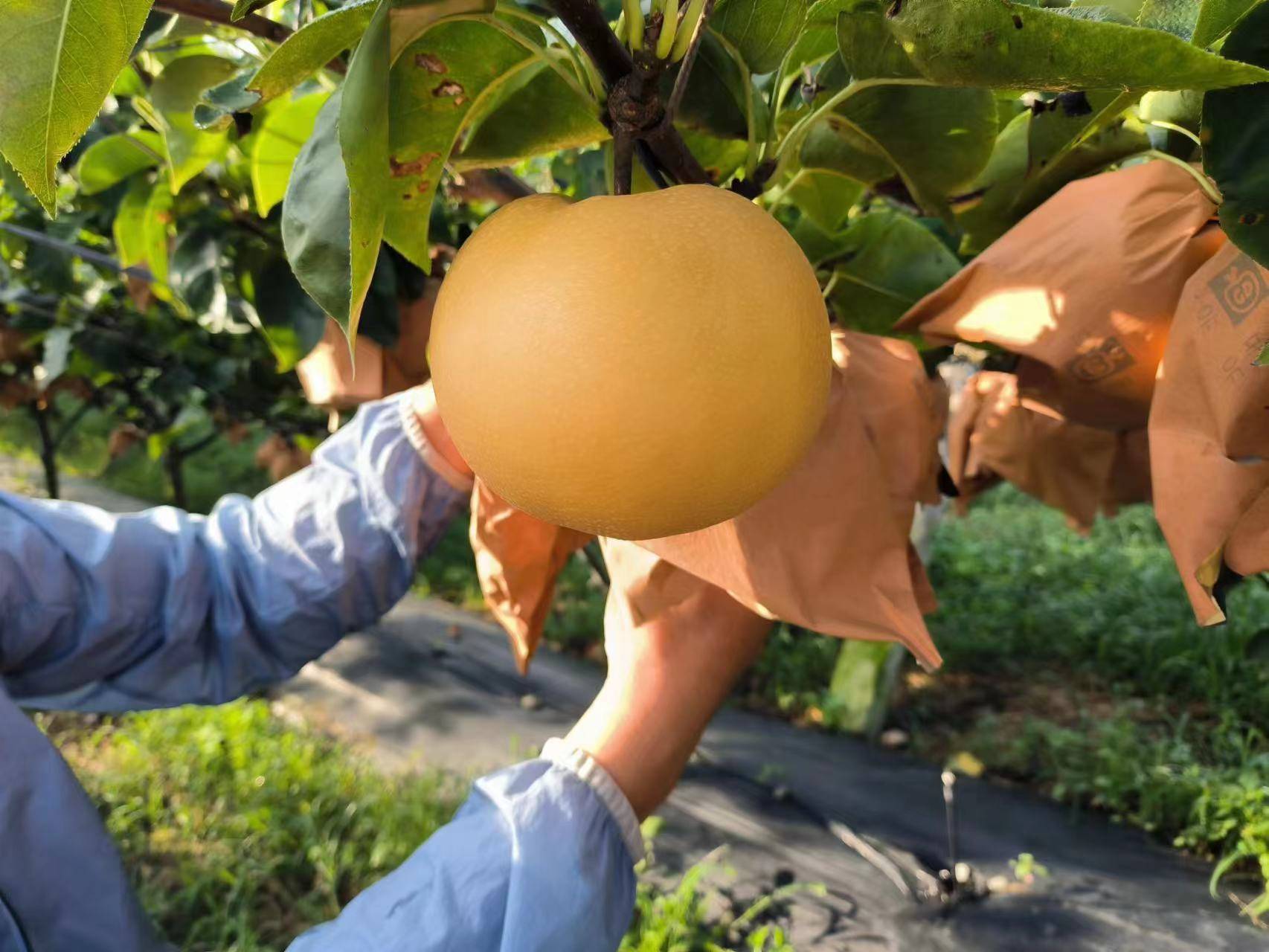 欧亿体育 欧亿体育官网 app网红水果秋月梨上市 京东超市为何能卖出全网最低价？(图5)