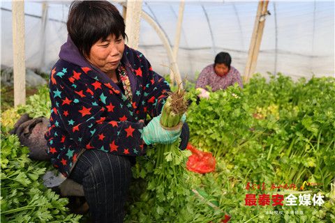 欧亿体育 欧亿体育平台泰安良庄蔬菜批发市