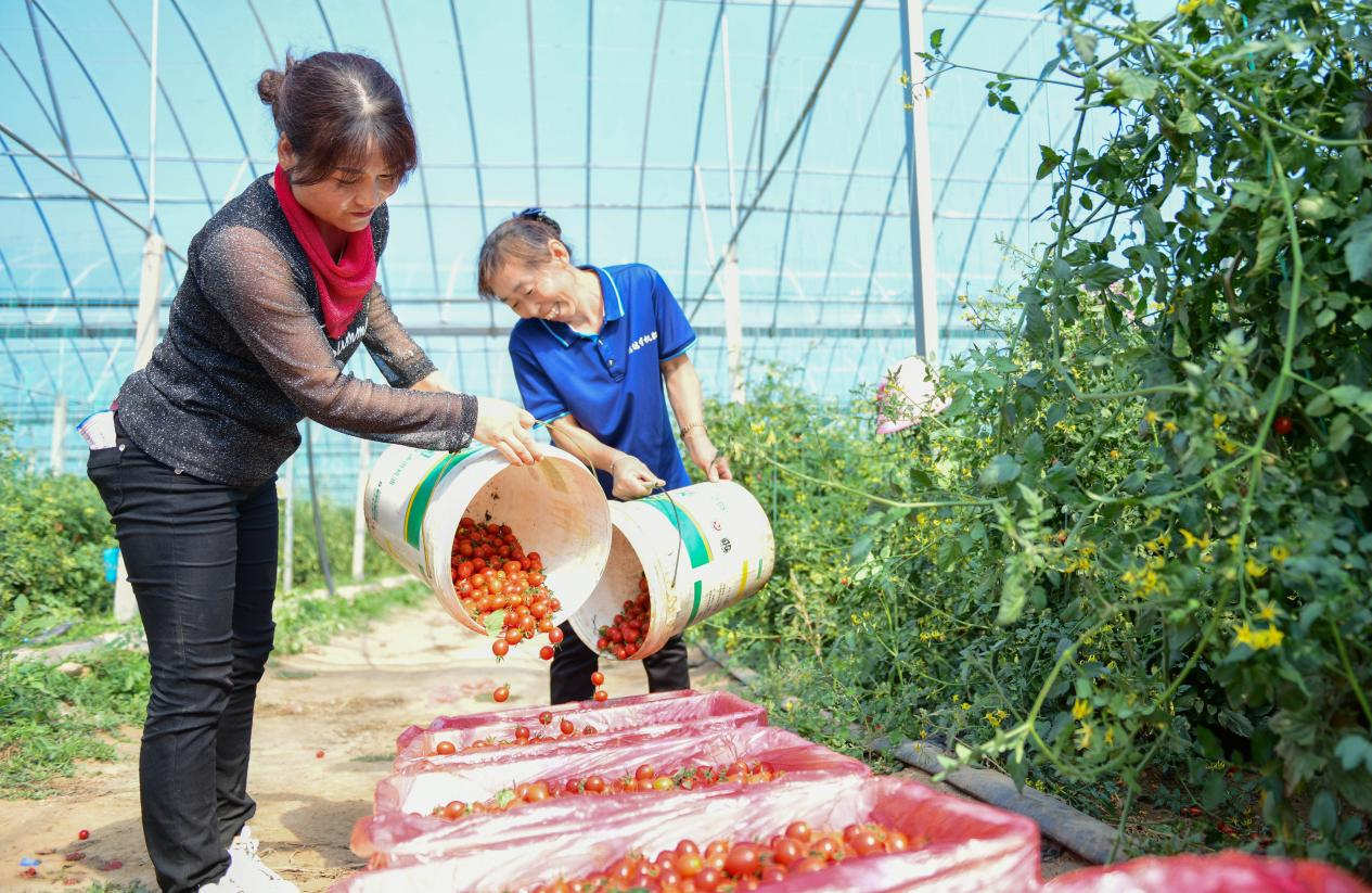 欧亿体育 欧亿体育平台山西天镇县：紧握大棚“金钥匙” 开启乡村“致富门”(图4)