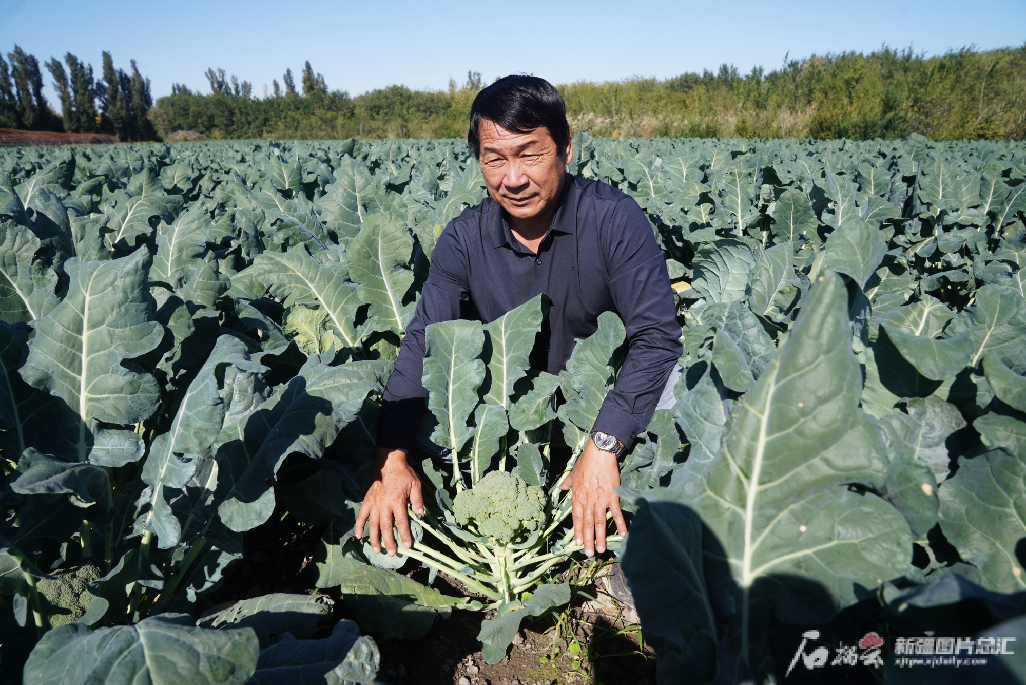 欧亿体育“蔬菜村”咋做到亩收上万元