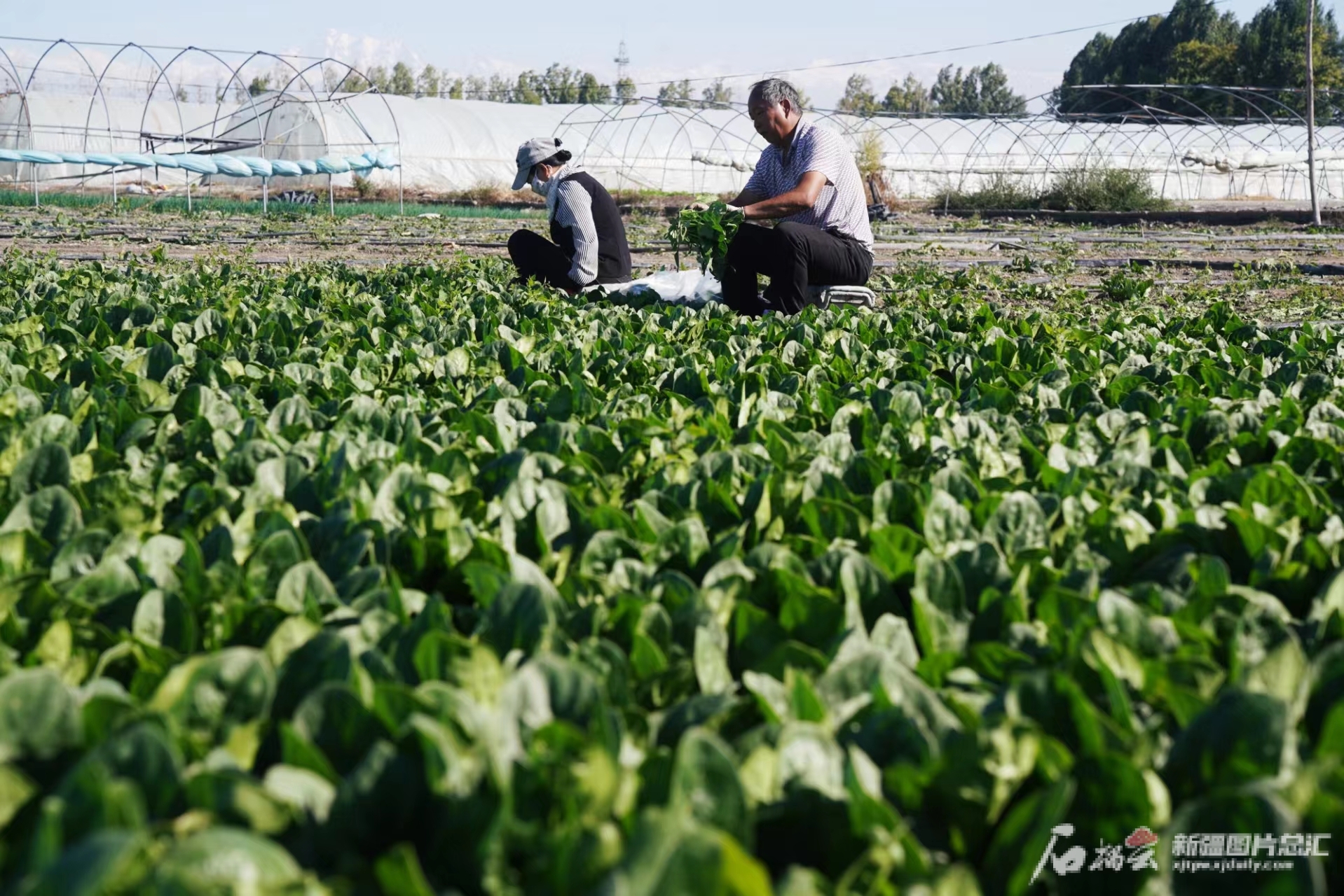 欧亿体育“蔬菜村”咋做到亩收上万元(图3)