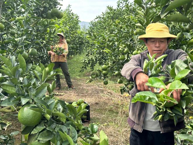 欧亿体育文山千亩柑橘熟啦！可入园采摘(图9)