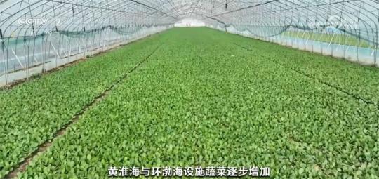 欧亿体育全国蔬菜价格季节性下降 居民“菜篮子”货足价稳(图3)