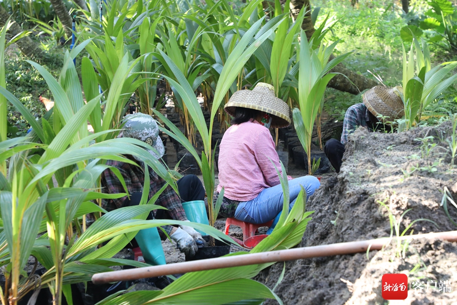 欧亿体育水果型椰子走俏鲜食市场 海南椰子如何成为乡村振兴“摇钱树”？(图5)