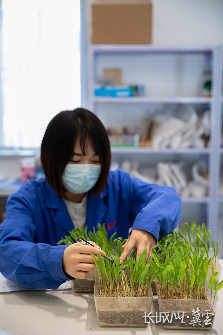 欧亿体育河北净菜进京 沧州青县：特色果蔬“组团”进京闯市场(图4)