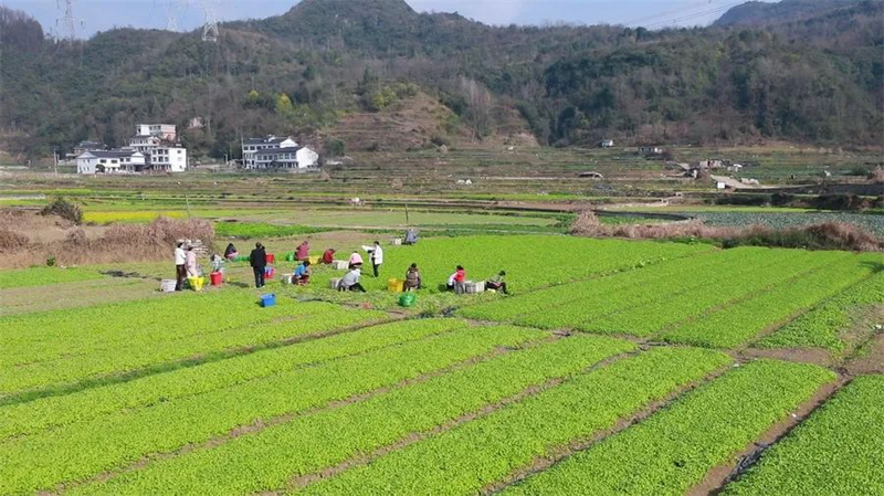 欧亿体育观山湖区赵官村：冬日蔬菜采收忙 