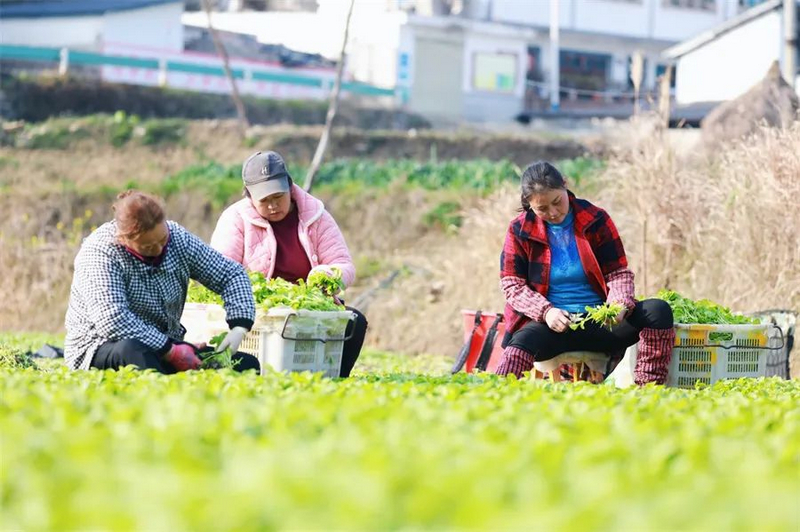 欧亿体育观山湖区赵官村：冬日蔬菜采收忙 农户增收笑颜开(图2)