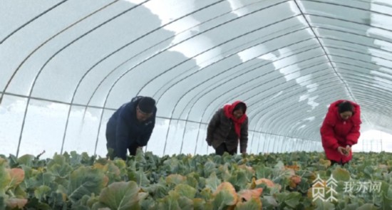 欧亿体育全力应对低温雨雪 江苏各地力保春节蔬菜市场供应(图2)