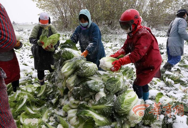 西欧亿体育安鄠邑区约5000亩优质蔬菜需