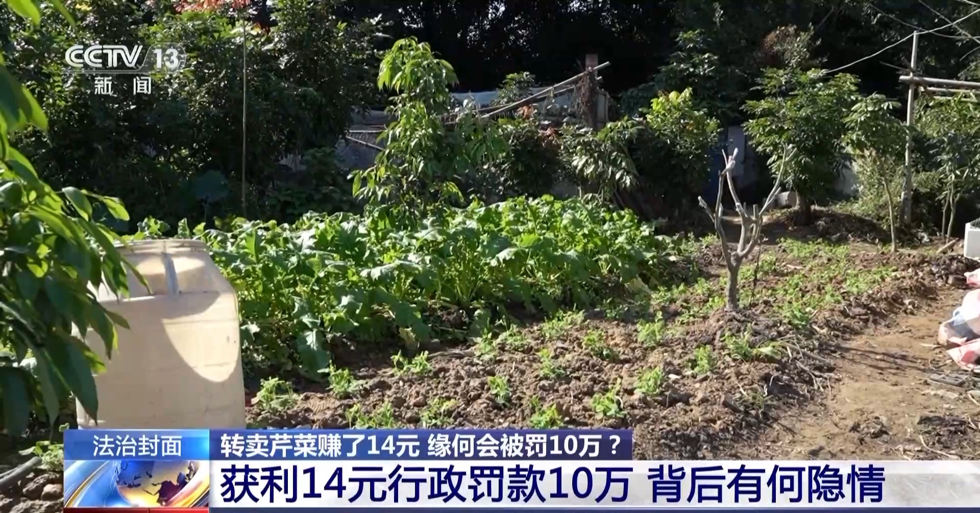 转卖芹菜赚14元被罚1欧亿体育0万这样的