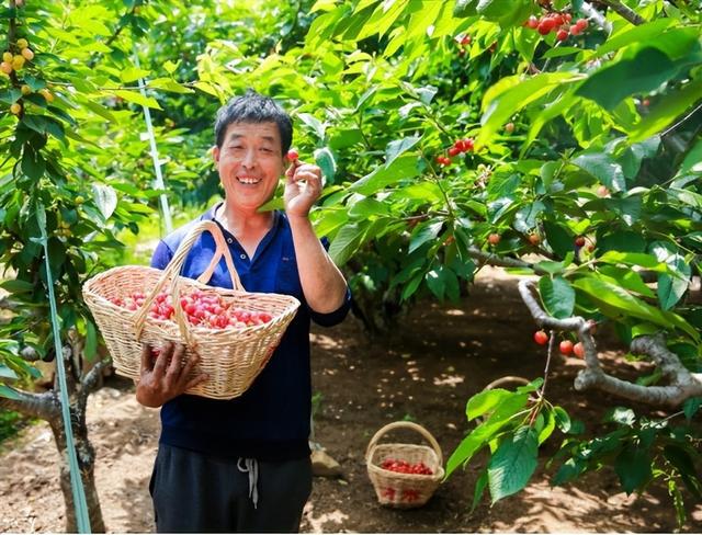 欧亿体育大樱桃上市就跌价为啥今年买的人少了？老果农：4个原因很现实(图12)