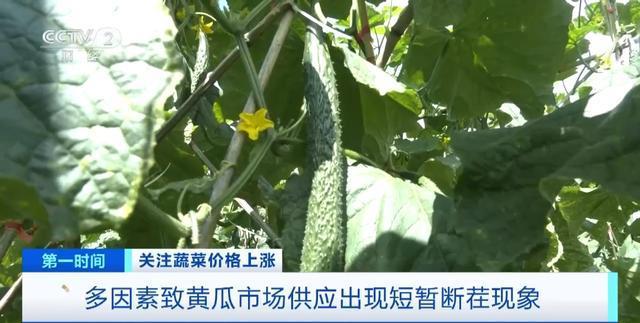 多地蔬菜价格上涨黄瓜批发价涨超40%！还会再涨吗？(图7)