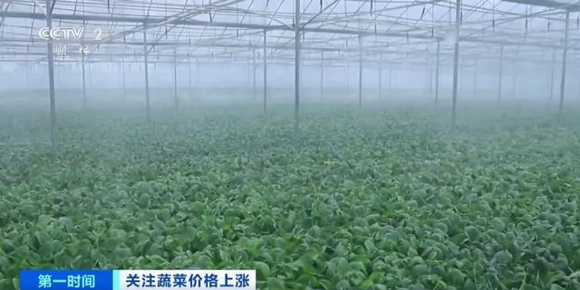 多地蔬菜价格上涨黄瓜批发价涨超40%！还会再涨吗？(图12)