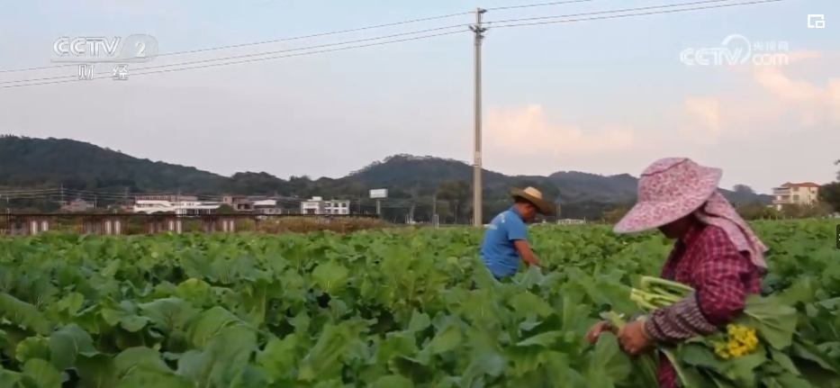 节日市场“菜篮子”产销两旺 确保群众欢乐祥和过节(图7)