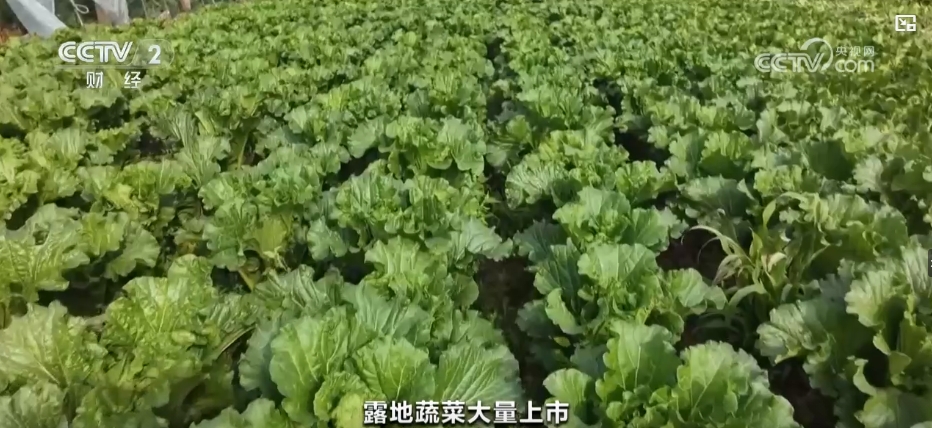 秋冬蔬菜生产供应基础较好 老百姓的“菜篮