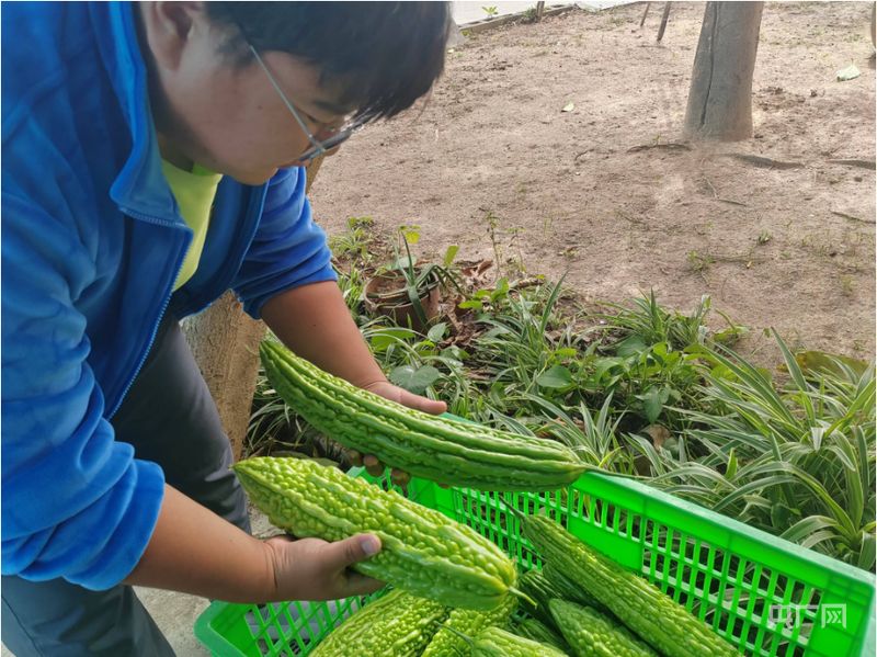 欧亿官方体育同安“苦瓜汤”的育种情：以王朝之名育中国农业“芯”(图5)